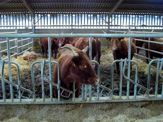 Aménagement intérieur de bâtiment agricole - Dematec